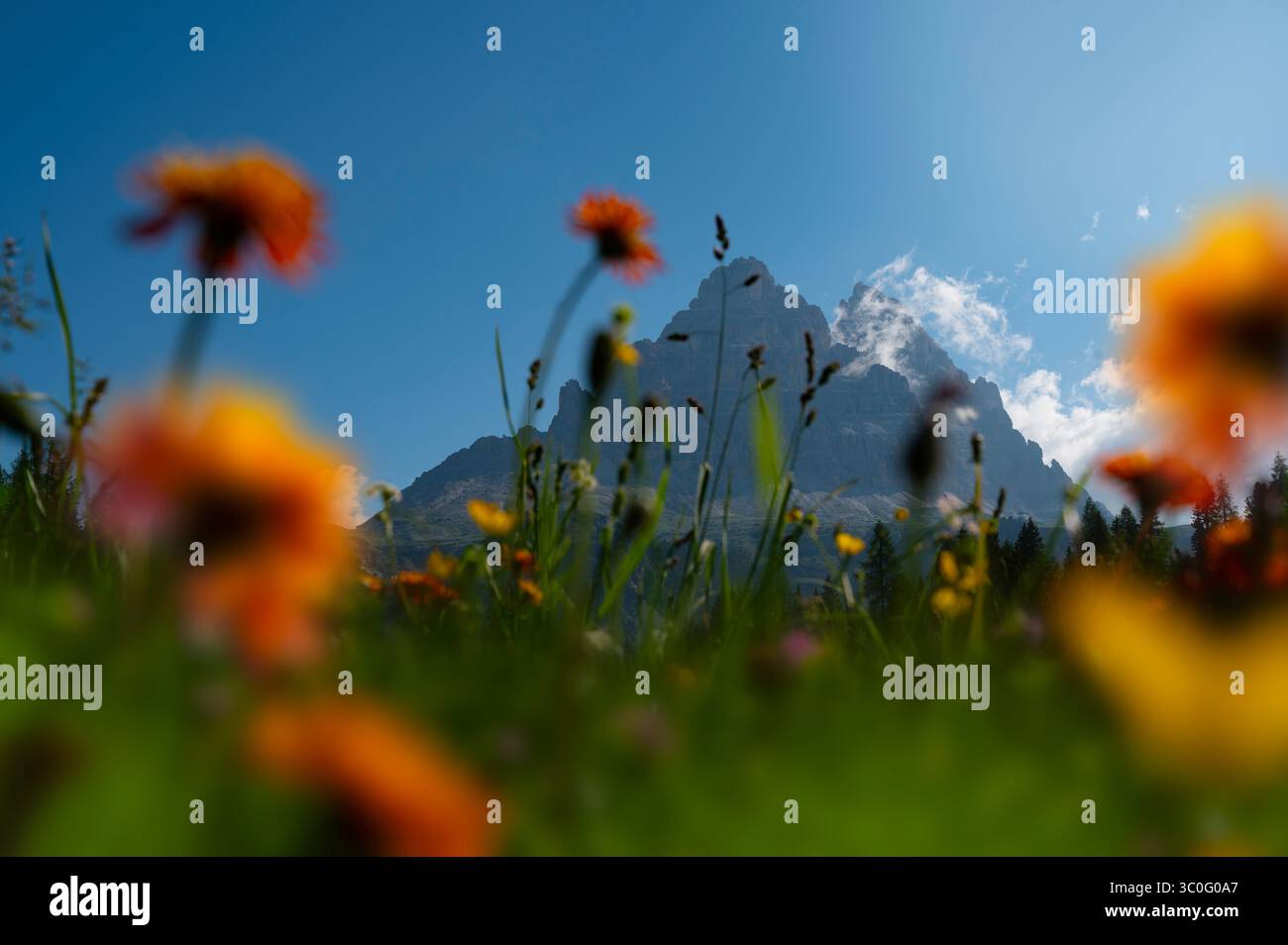 Blühender goldener Karettkraut oder Pippau (Crepis aurea) in den Dolomiten, Alpen Südtirol im Sommer morgens. Stockfoto