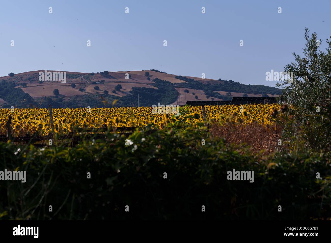 Sonnenblumenfeld, das sich über die Landschaft erstreckt, Solarpaneele, die erneuerbare Energie vor leuchtendem blauem Himmel erzeugen Stockfoto