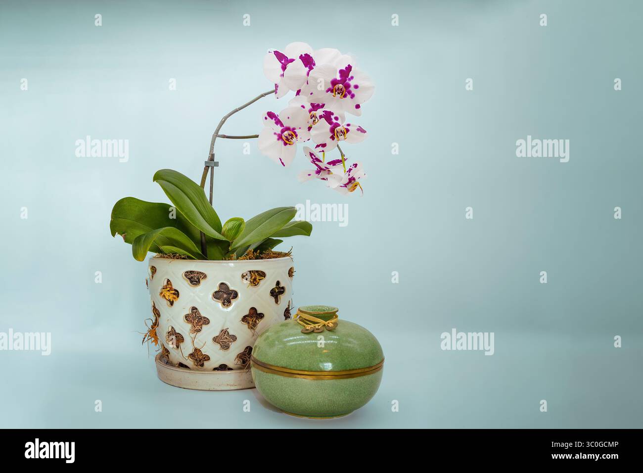 Stillleben einer Orchidee in voller Blüte mit Platz für Kopierraum. Stockfoto