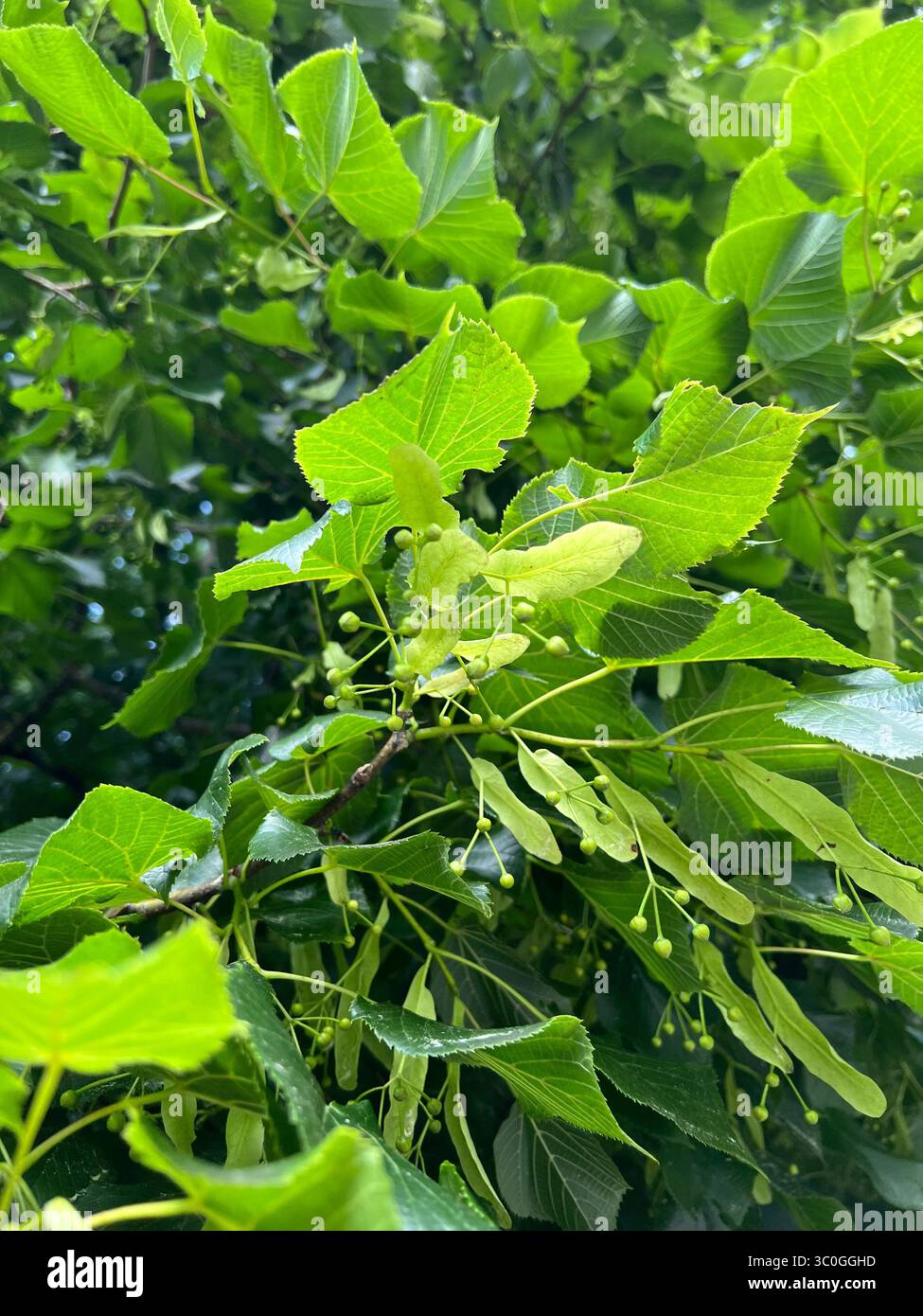 Nahaufnahme von saftig grünen Lindenblättern und sich entwickelnden Blüten im Vilnius Vingis Park, Litauen, im Sommer. Lebendige natürliche Blattstruktur - Smartphone-aufgenommenes Stockfoto
