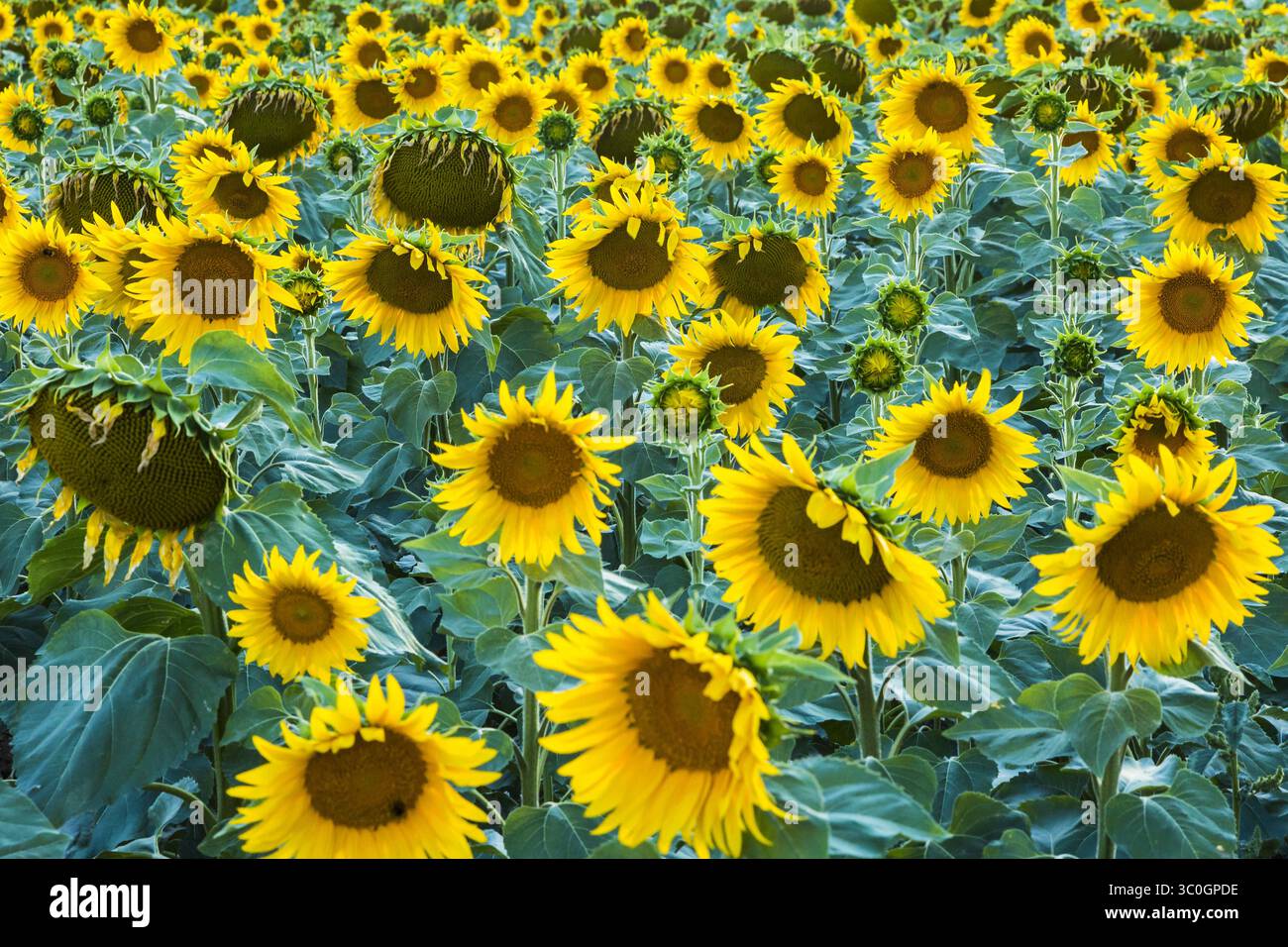 19. Juli 2017 - NAVARRA, SPANIEN - Sonnenblumenernte. Sorlada Dorf und Kloster de San Gregorio. Tierra Estella. Navarra, Spanien, Europa. (Kreditbild: © Mikel Bilbao/Vwpics/VW Pics via ZUMA Wire) Stockfoto