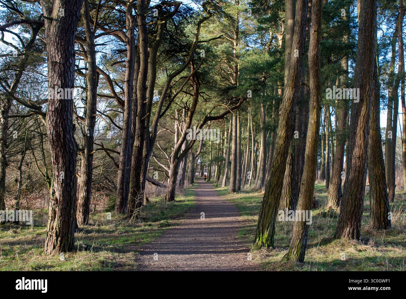 Pfad im Wald durch windgeformte Tannen mit Schatten und Licht Stockfoto