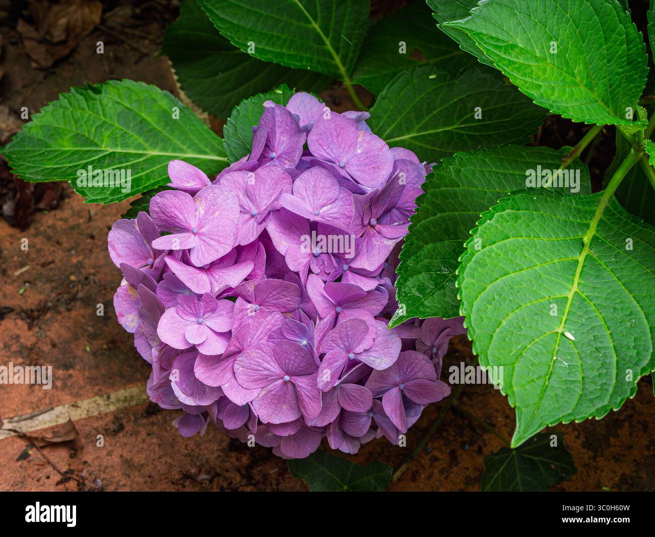 Eine einzelne, vollständig geöffnete lila Hortensie-Blüte ist deutlich sichtbar. Die Blume zeigt dichte Gruppen von kleinen, sternförmigen Röschen, die typisch für Th sind Stockfoto