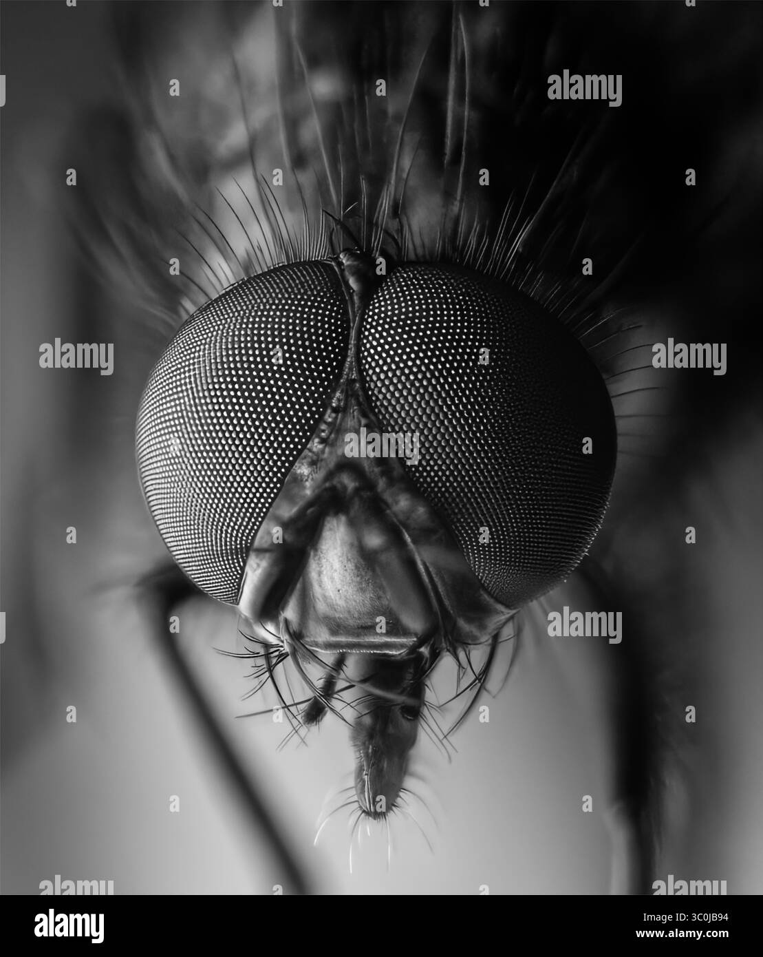 Fliegen Sie Nahaufnahme in Makro Stockfoto
