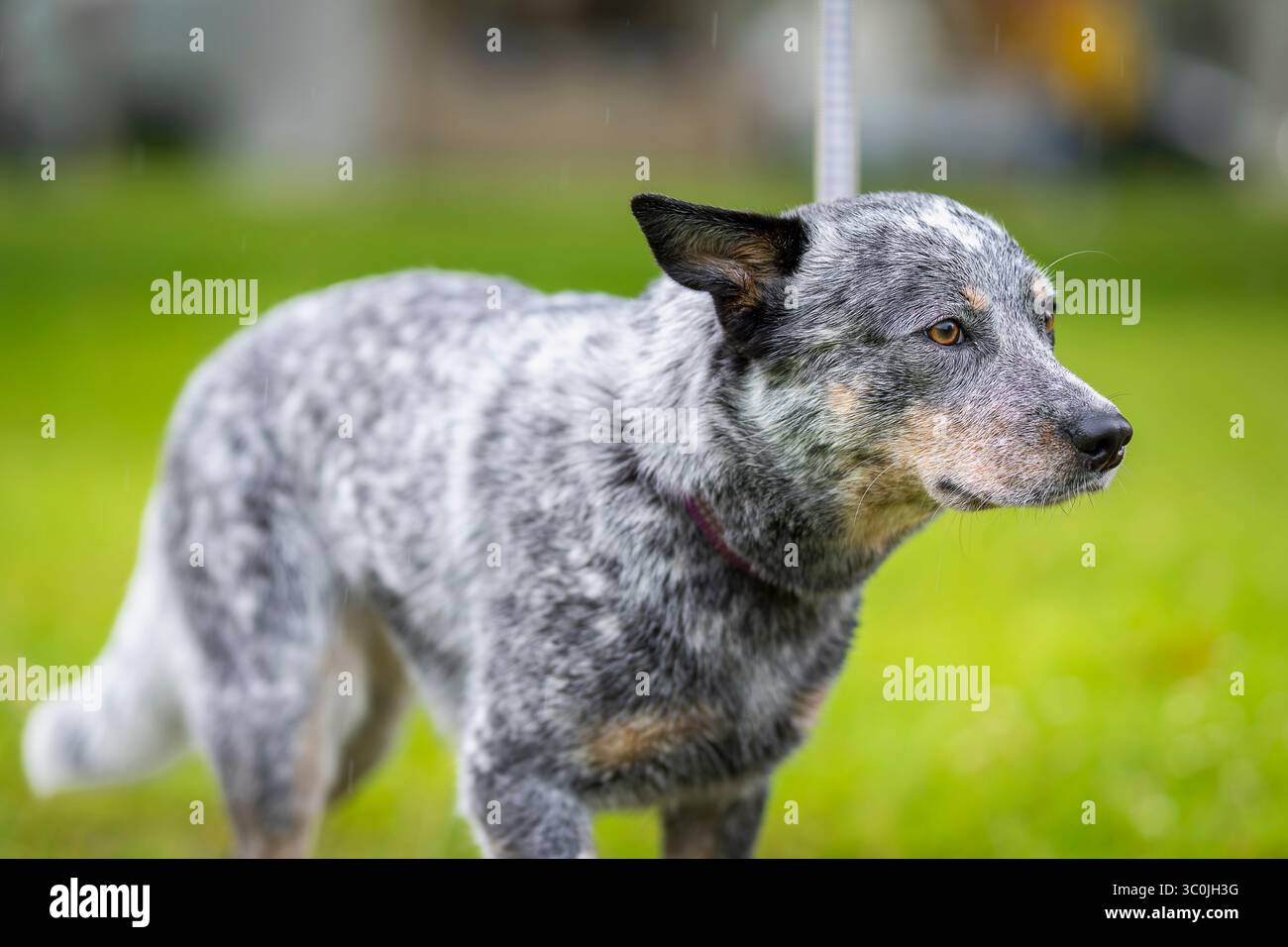 Australian Cattle Dog spaziert in einem Park an einem nassen und regnerischen Tag. Blue Heeler Australian Cattle Dog Nahaufnahme. Stockfoto