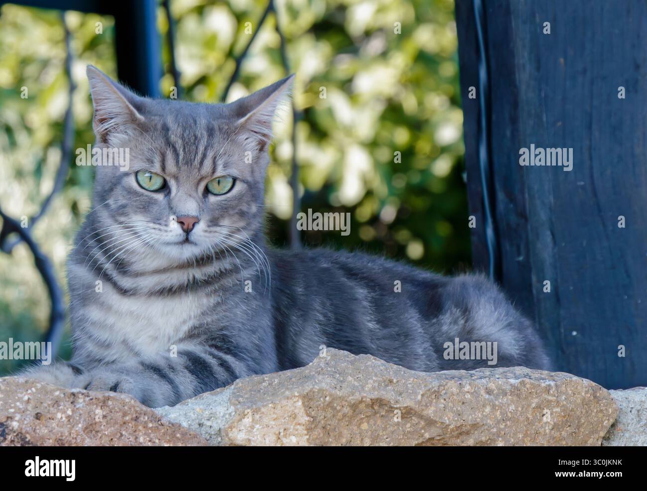 Eine graue Tabbykatze entspannt sich auf einer Steinmauer in einem üppigen Garten und genießt die Wärme eines sonnigen Nachmittags, umgeben von lebendigen grünen Pflanzen und Bäumen in t Stockfoto