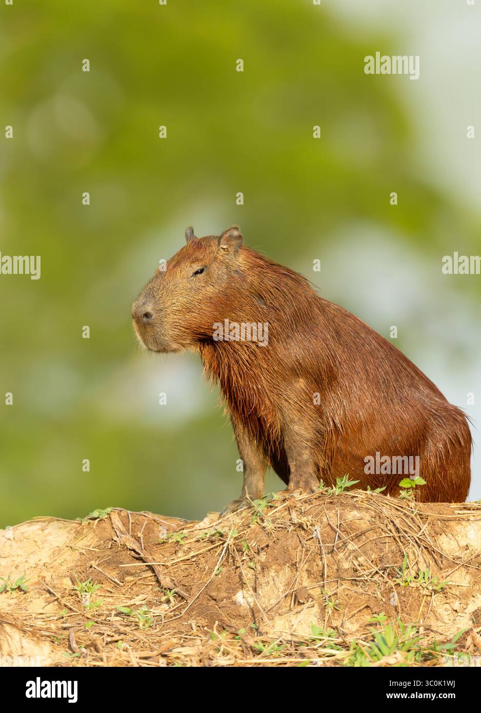 Nahaufnahme einer Capybara, die an einem Flussufer in Pantanal, Brasilien, steht Stockfoto