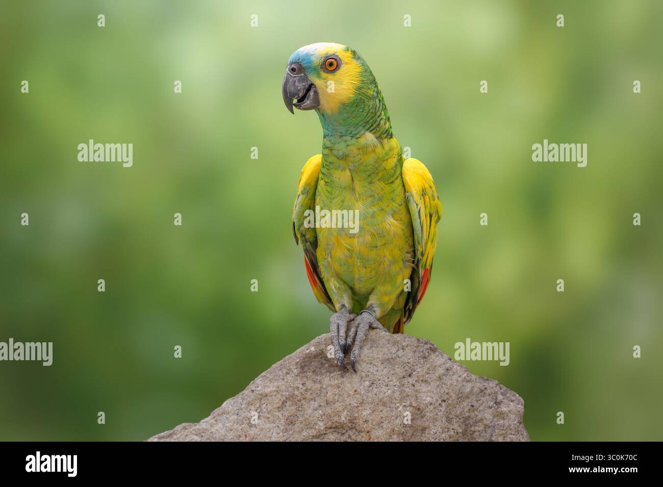 Amazonas mit Türkis oder amazonas mit blauer Front, Pied Mutation? Amazona aestiva Stockfoto