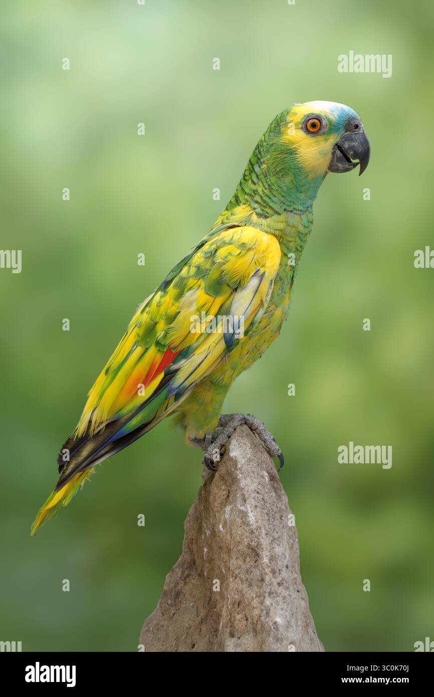 Amazonas mit Türkis oder amazonas mit blauer Front, Pied Mutation? Amazona aestiva Stockfoto