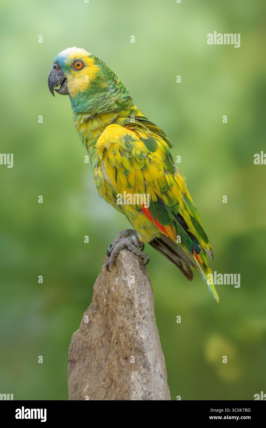 Amazonas mit Türkis oder amazonas mit blauer Front, Pied Mutation? Amazona aestiva Stockfoto
