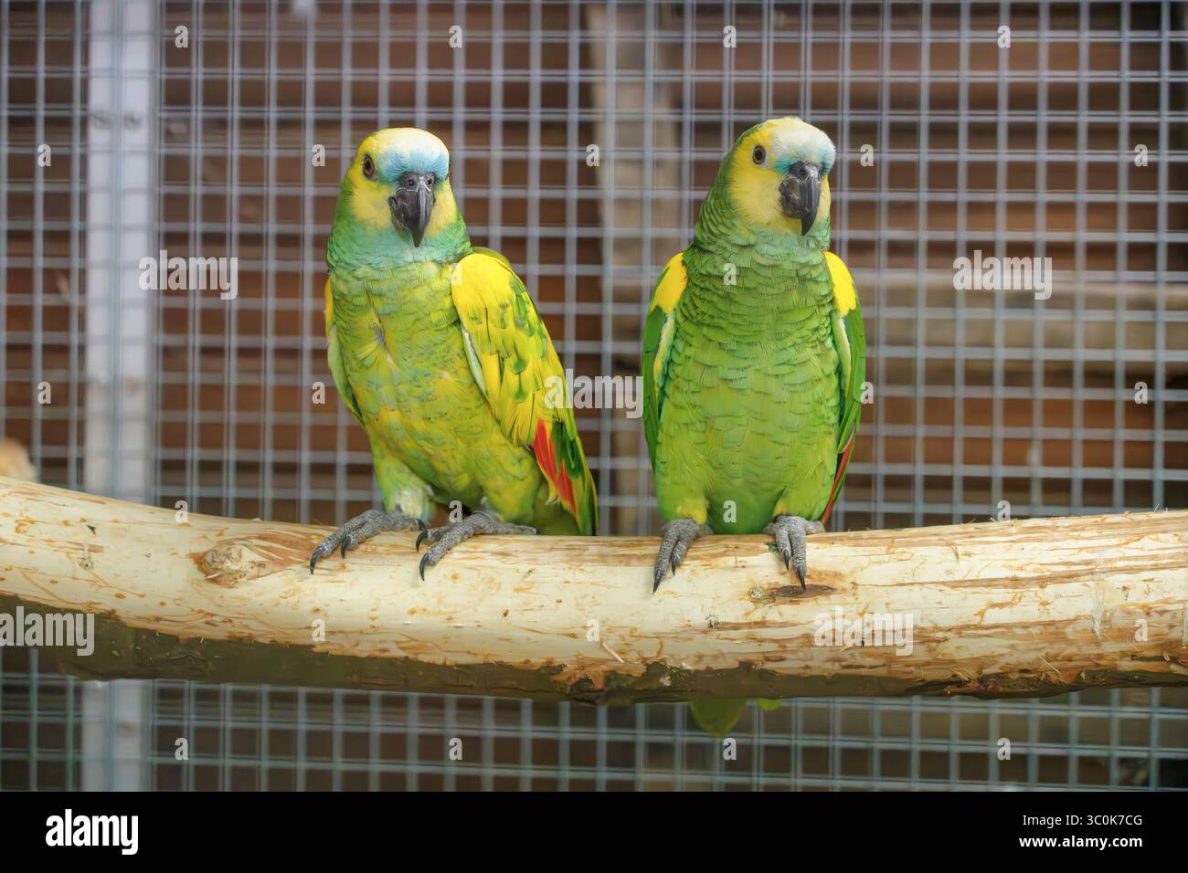 Amazonas mit Türkis oder amazonas mit blauer Front, Pied Mutation? Amazona aestiva Stockfoto