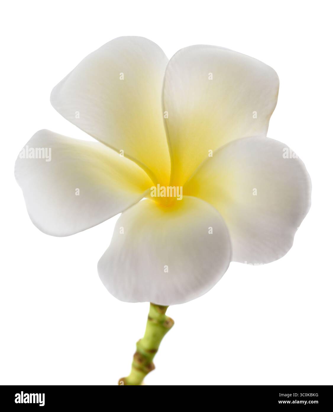 Frangipani Blume isoliert auf weißem Hintergrund Stockfoto