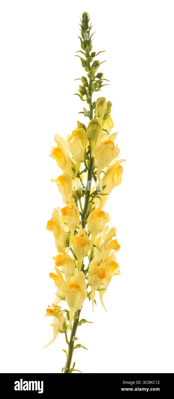 Butter und Eier Blumen isoliert auf weiß Stockfoto