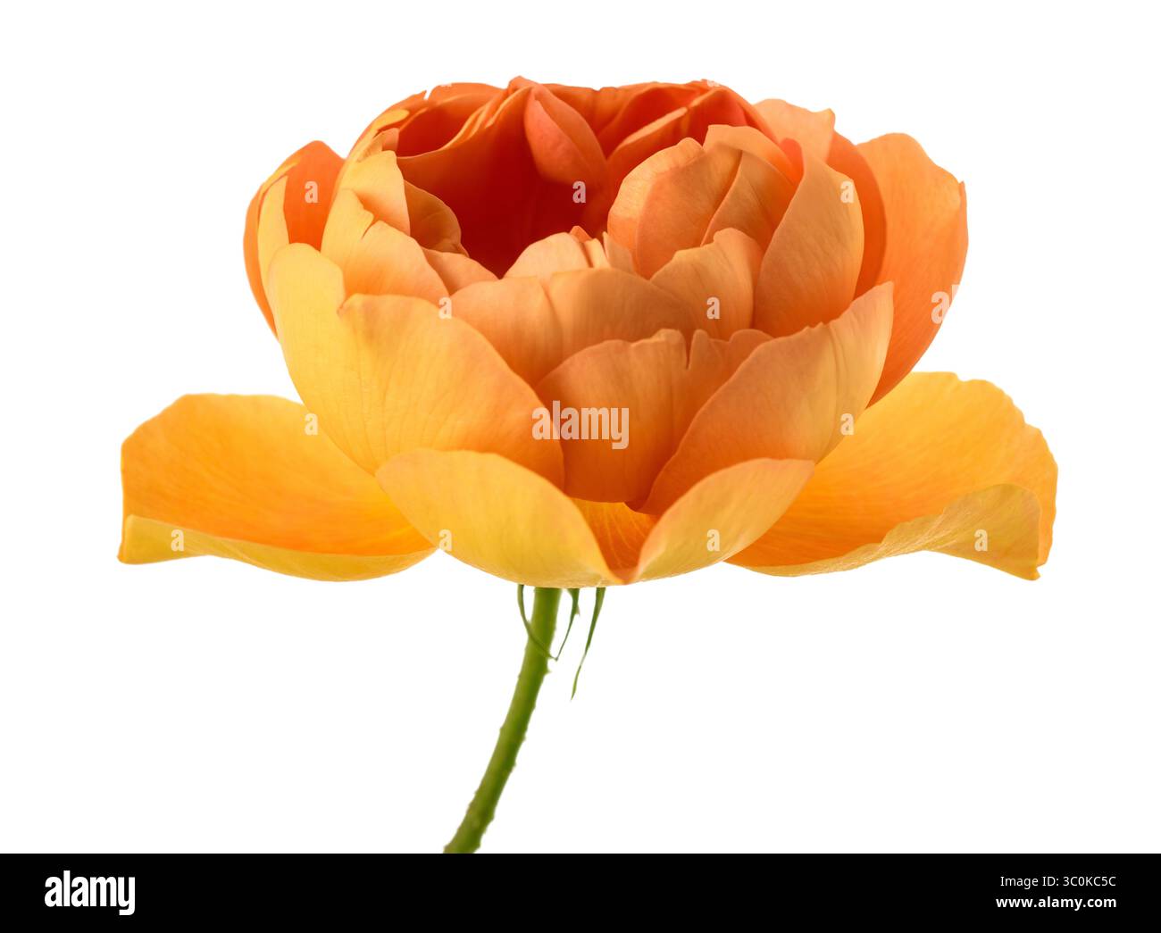 Österreichische Kupferrose isoliert auf weiß Stockfoto