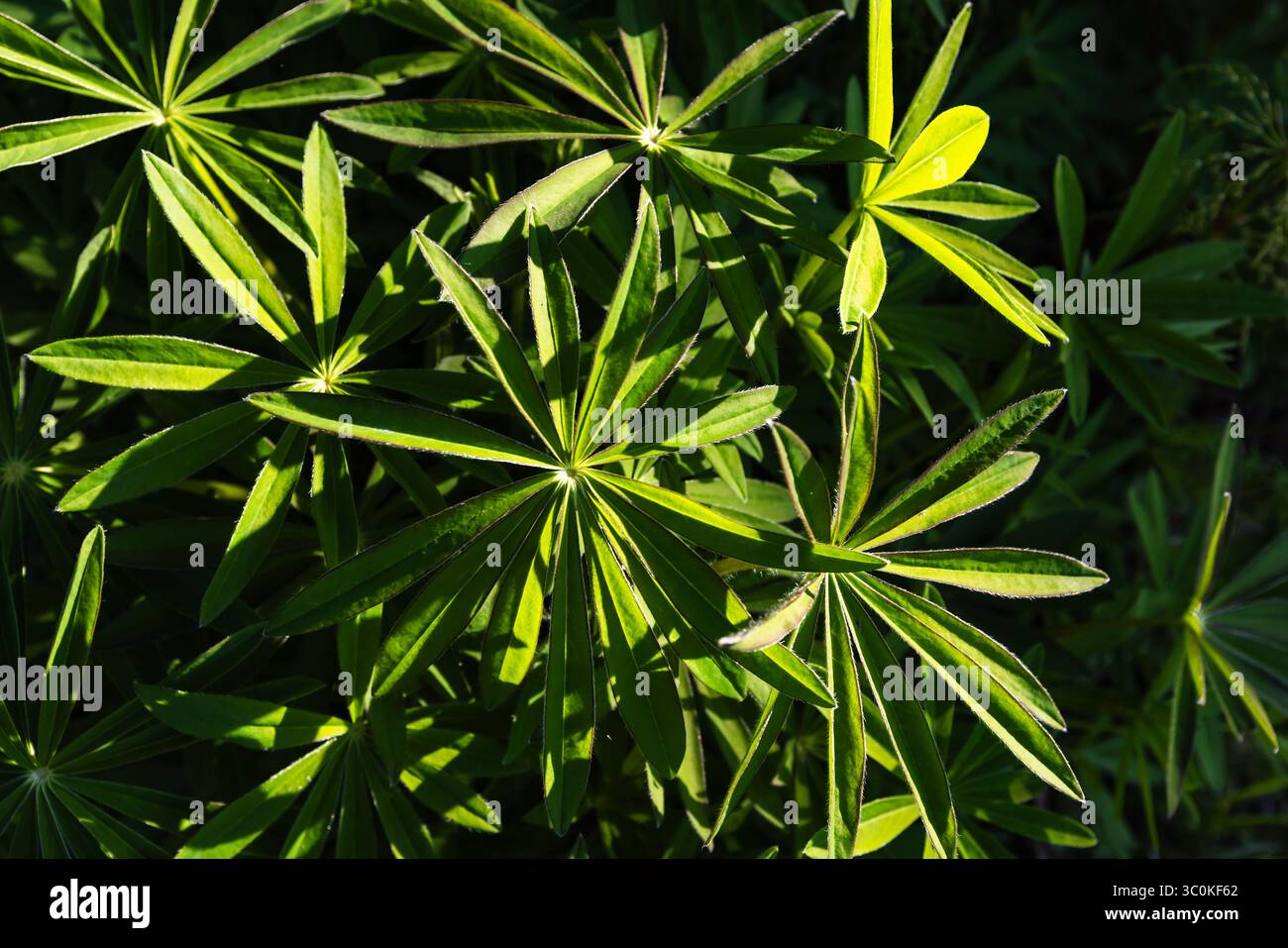 Hellgrüne Blätter der Lupine-Pflanze, die im Sonnenlicht erfasst werden und ein lebendiges und natürliches Bild erzeugen. Die Details des Laubs und das Zusammenspiel von Licht Stockfoto
