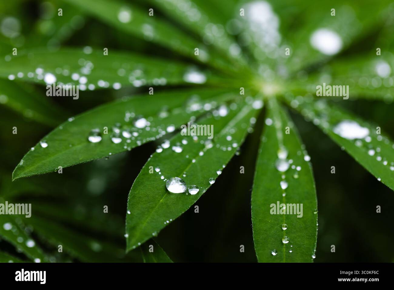 Makrofoto eines lebendigen grünen Lupinenblattes mit funkelnden Tautropfen, die natürliche Reinheit und frische, organische Ästhetik symbolisieren. Ein inspirierendes VI Stockfoto