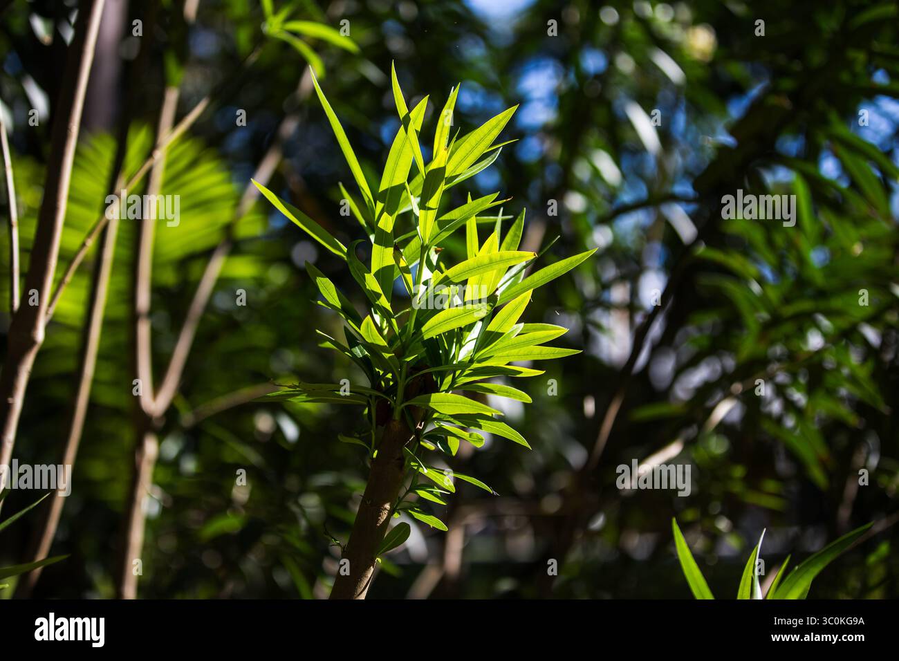 Eine Nahaufnahme von leuchtend grünen Blättern, die von Sonnenlicht vor einem üppigen natürlichen Hintergrund beleuchtet werden und eine ruhige Natur, Wachstum und Frische darstellen Stockfoto
