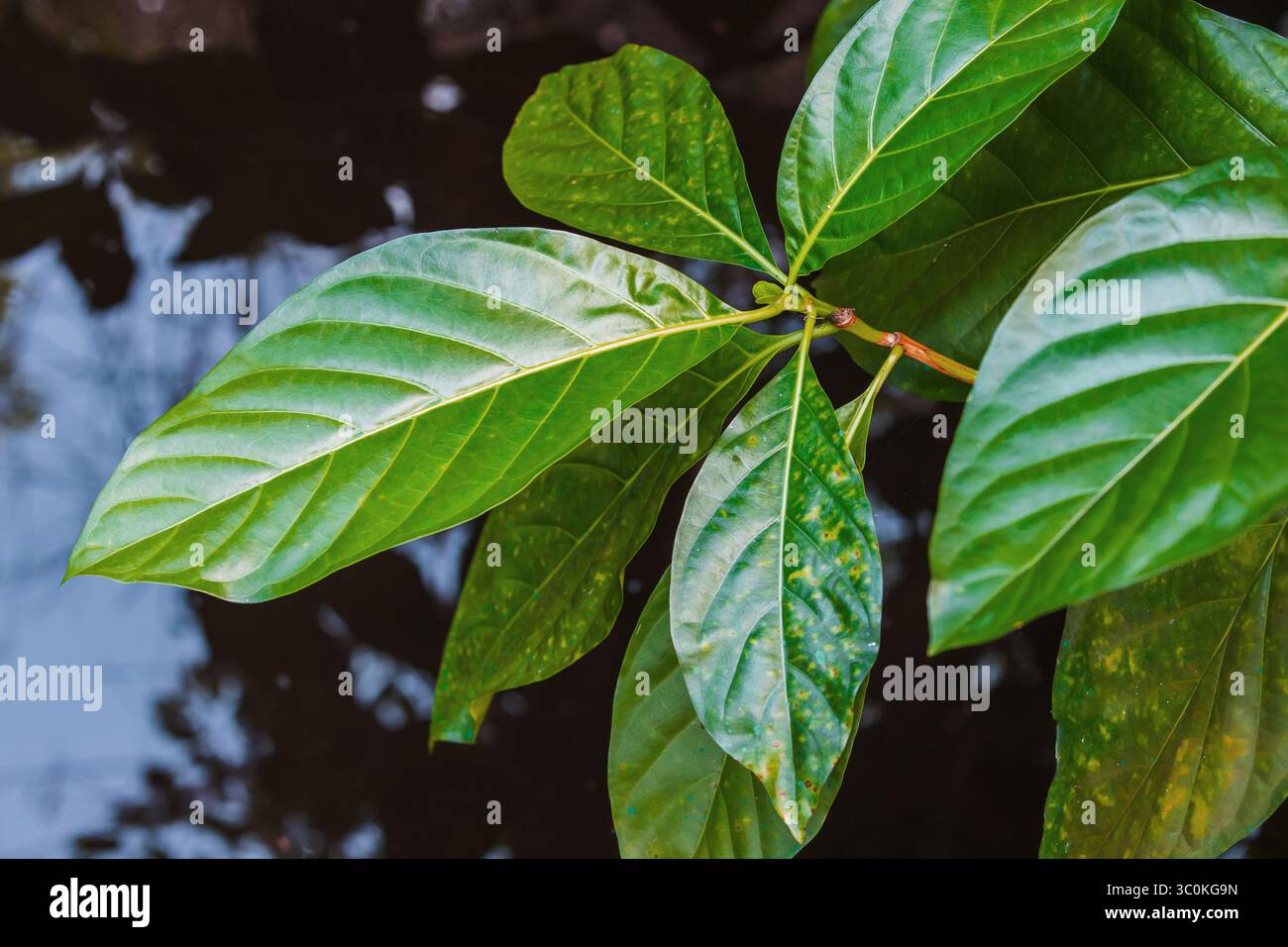Helle und glänzend grüne Blätter im Fokus, die über einem reflektierenden stillen Wasser thront. Ruhige und ruhige Naturszene mit lebendigem Grün Stockfoto