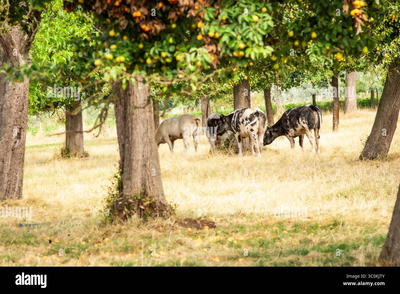 Eine ruhige Gruppe von Kühen weidet friedlich unter Obstbäumen in einem sonnendurchfluteten Obstgarten und fängt das Wesen des ländlichen Lebens und der nachhaltigen Landwirtschaft ein. Stockfoto