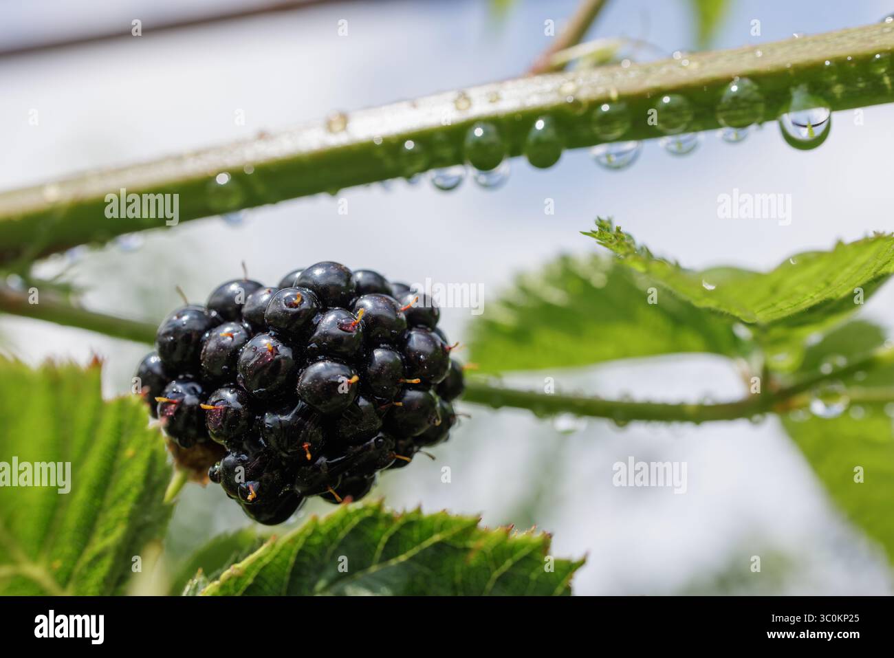 Makroaufnahme von reifer brombeere mit Tautropfen auf Zweig, frische Bio-Obsternte im Öko-Garten, gesunde natürliche Beere Stockfoto