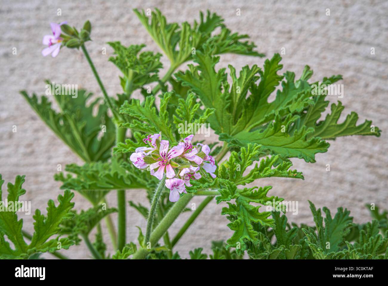 Citronell Pflanze in Blüte, Pelargonium citrosum, Duftgeranium ist eine mehrjährige Pflanze, die als Mückenschutzmittel vermarktet wird Stockfoto