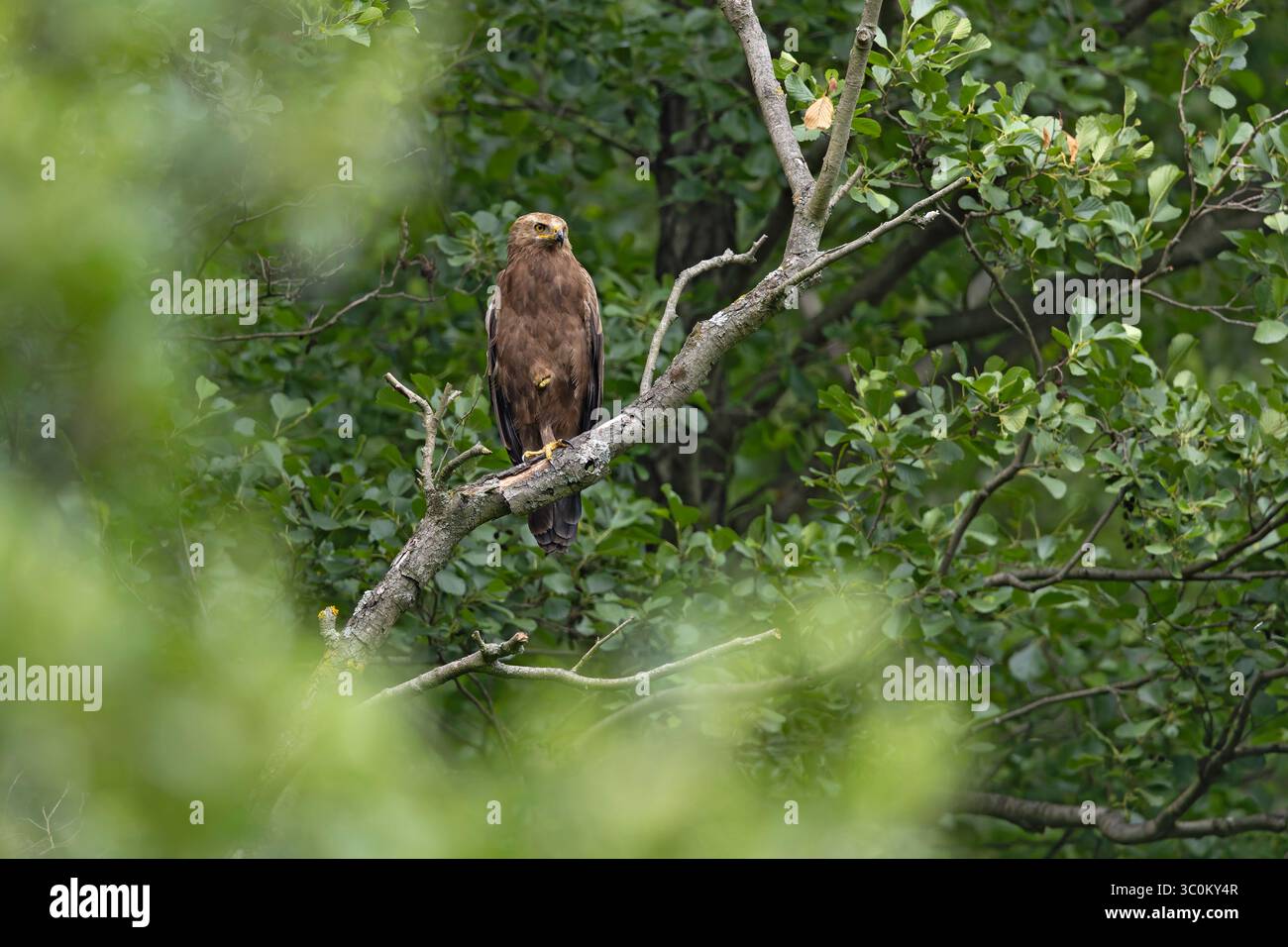 Kleiner Fleckenadler (Clanga pomarina), der auf einem Ast thront. Stockfoto