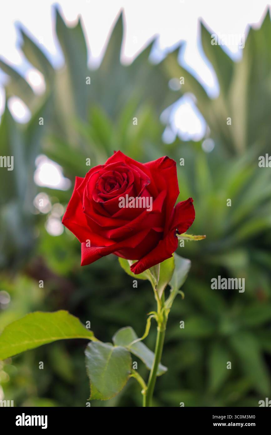 Leuchtend rote Rose in Blüte, mit dichten, samtigen Blütenblättern. Der schlanke grüne Stiel biegt sich leicht, während der Hintergrund eine weiche Unschärfe von Grüntönen aufweist Stockfoto