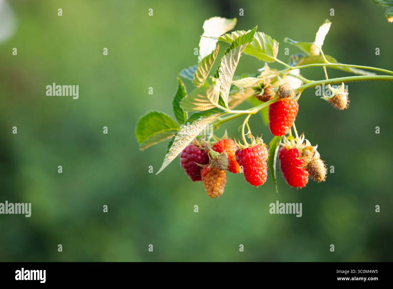 Reife Himbeeren in sanftem Abendlicht, wachsen auf grünem Busch. Nahaufnahme, Kopierbereich. Stockfoto