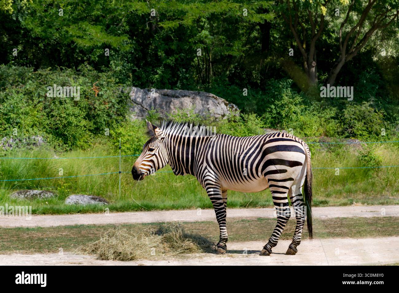 Die Grevy Zebra (Equus grevyi) Beweidung in das Gehäuse in einem Zoo Stockfoto