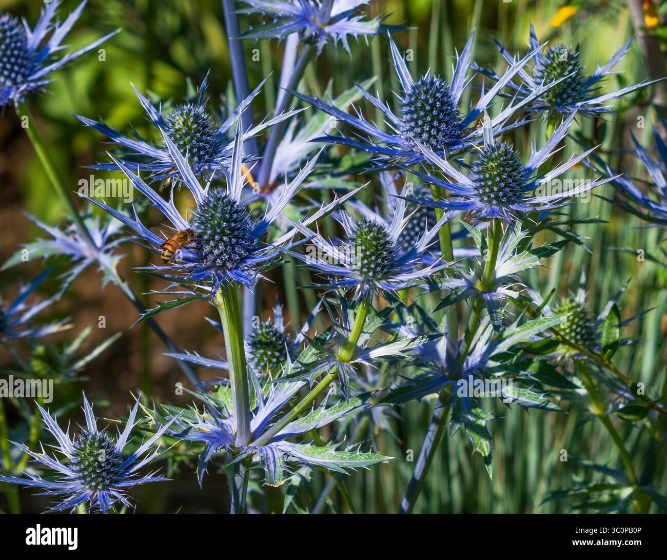 Blaue Seehlauchbäume (Eryngium planum), die in einem Xeriscape-Garten wachsen. Nahansicht. Stockfoto