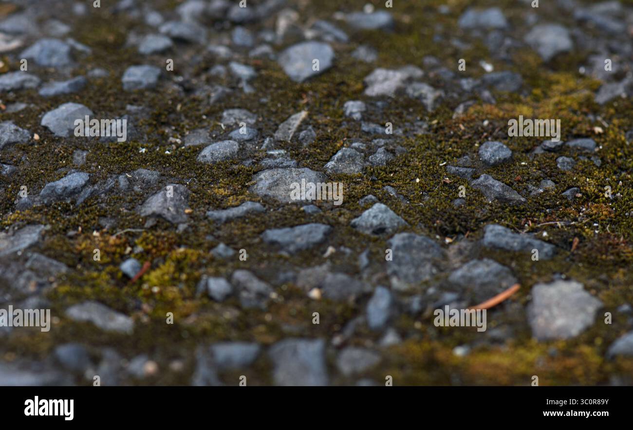 Moos zwischen den Felsen des Asphalts Stockfoto