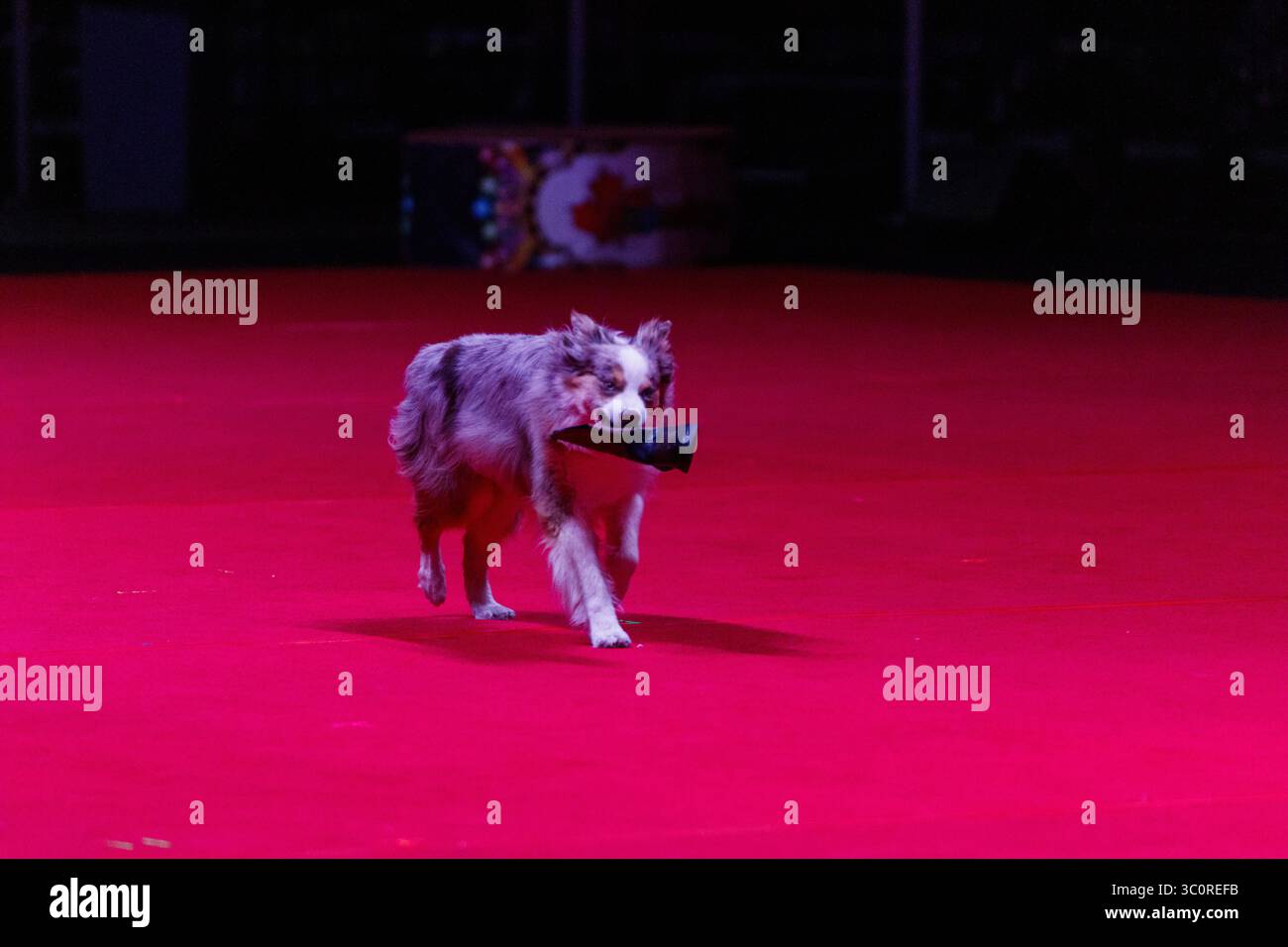 Ein Superhund spielt die Wild Wild Woof Western Show bei den K-Days in Edmonton. Stockfoto