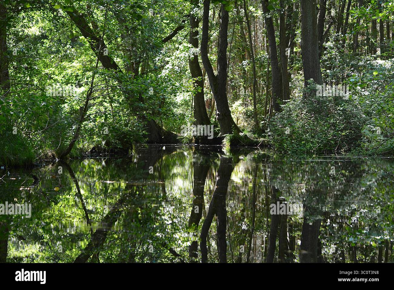 Baum Spiegelung im Wasser Stockfoto