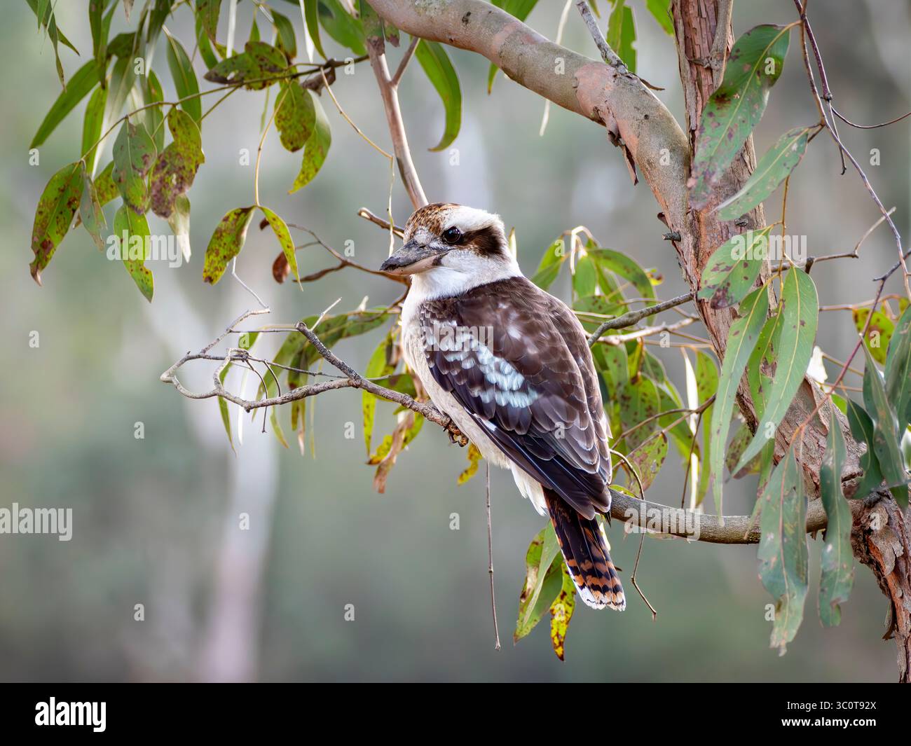 Lachende Kookaburra in einem Gummibaum mit sanft fallenden Blättern und weichem grauen Hintergrund Stockfoto