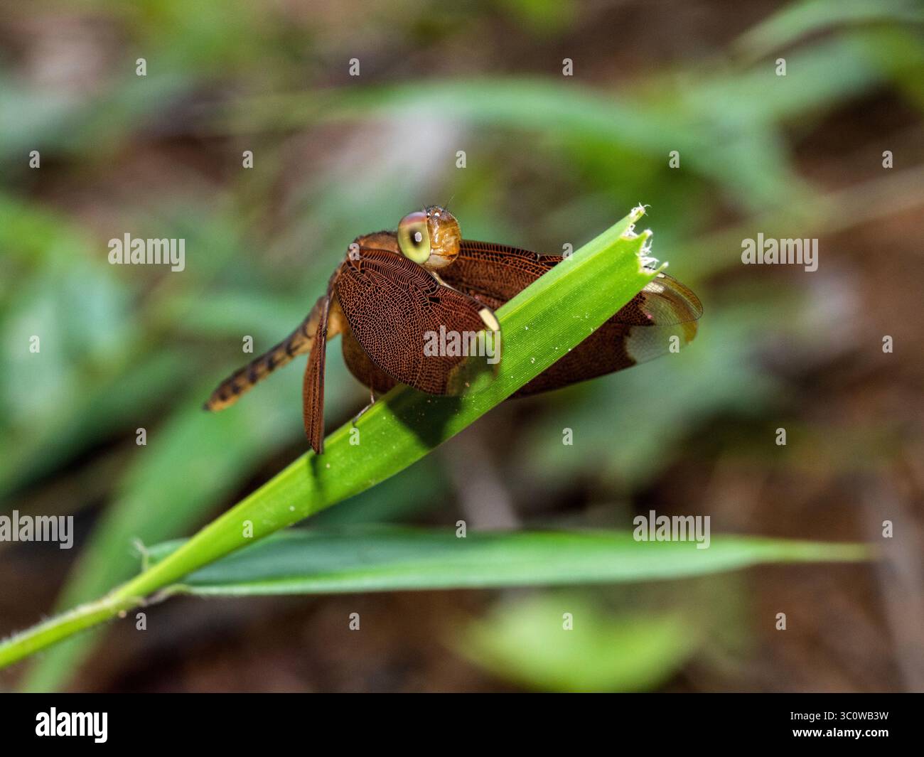 Weibliche Rote Dart Libelle, Neurothemis sp., alias gerade schneidende Rote Parasol Libelle, indonesische Rote-FlügelLibelle, die auf einem Grasblatt thront. Stockfoto