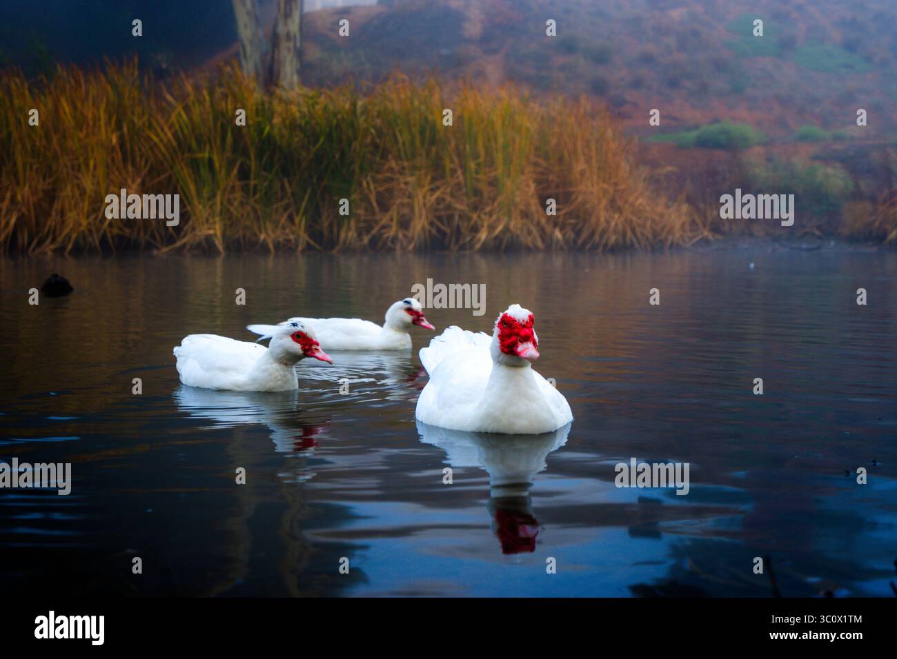Moschusenten (Cairina moschata) schwimmen an einem nebeligen Morgen im Burra Creek. Burra South Australia. Stockfoto