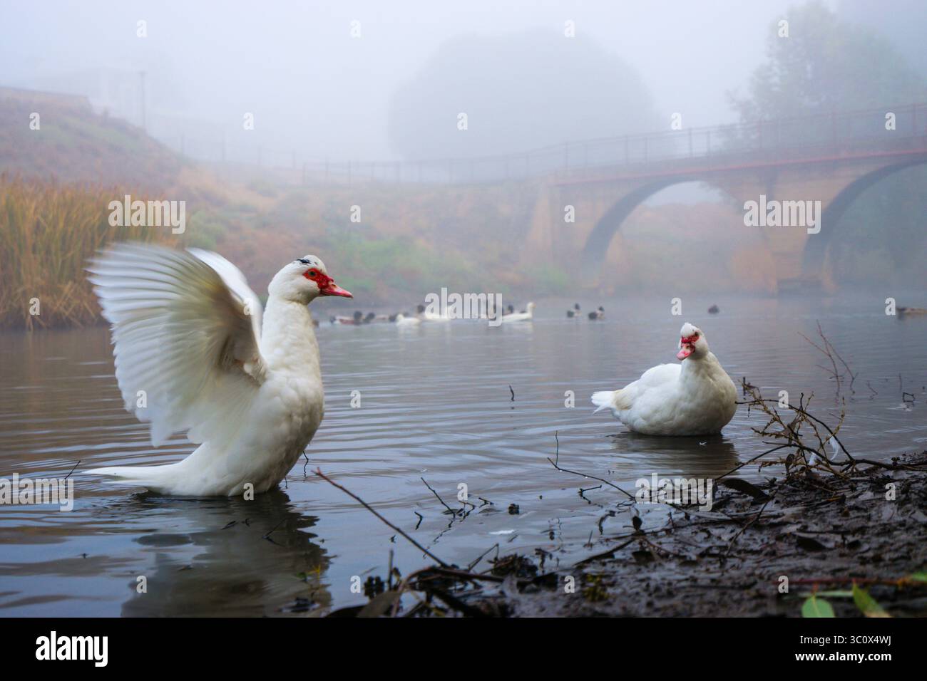 Moschusenten (Cairina moschata) schwimmen an einem nebeligen Morgen im Burra Creek. Burra South Australia. Stockfoto