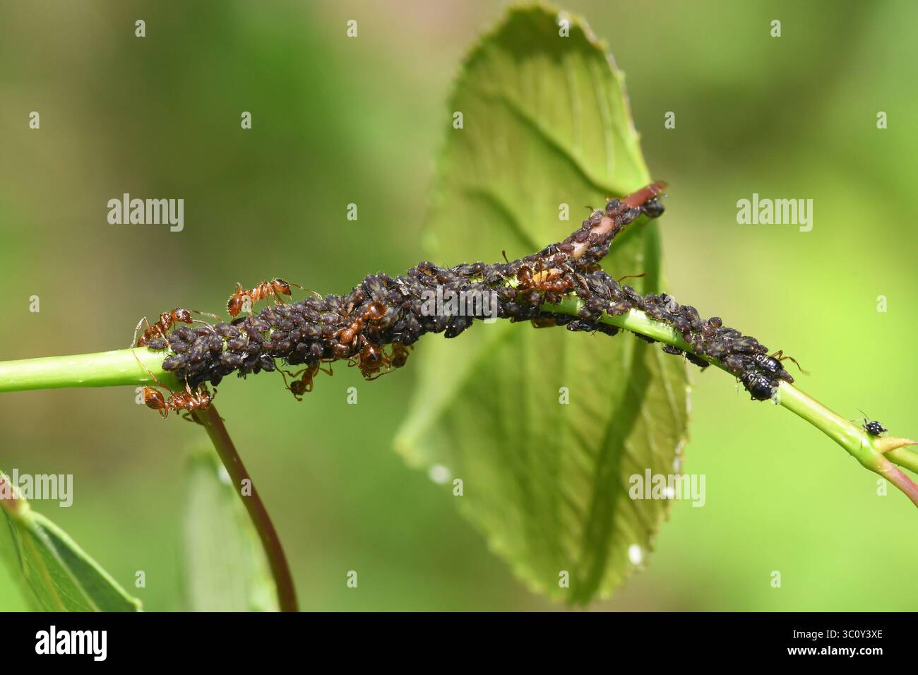 Ameisen und Blattläuse, symbiotische Beziehung Stockfoto
