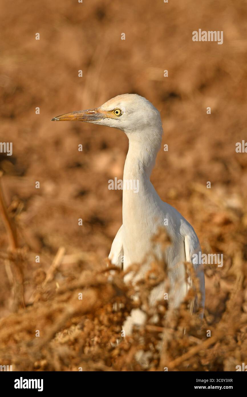 Rinderreiher im Trockenfeld - Porträt Stockfoto
