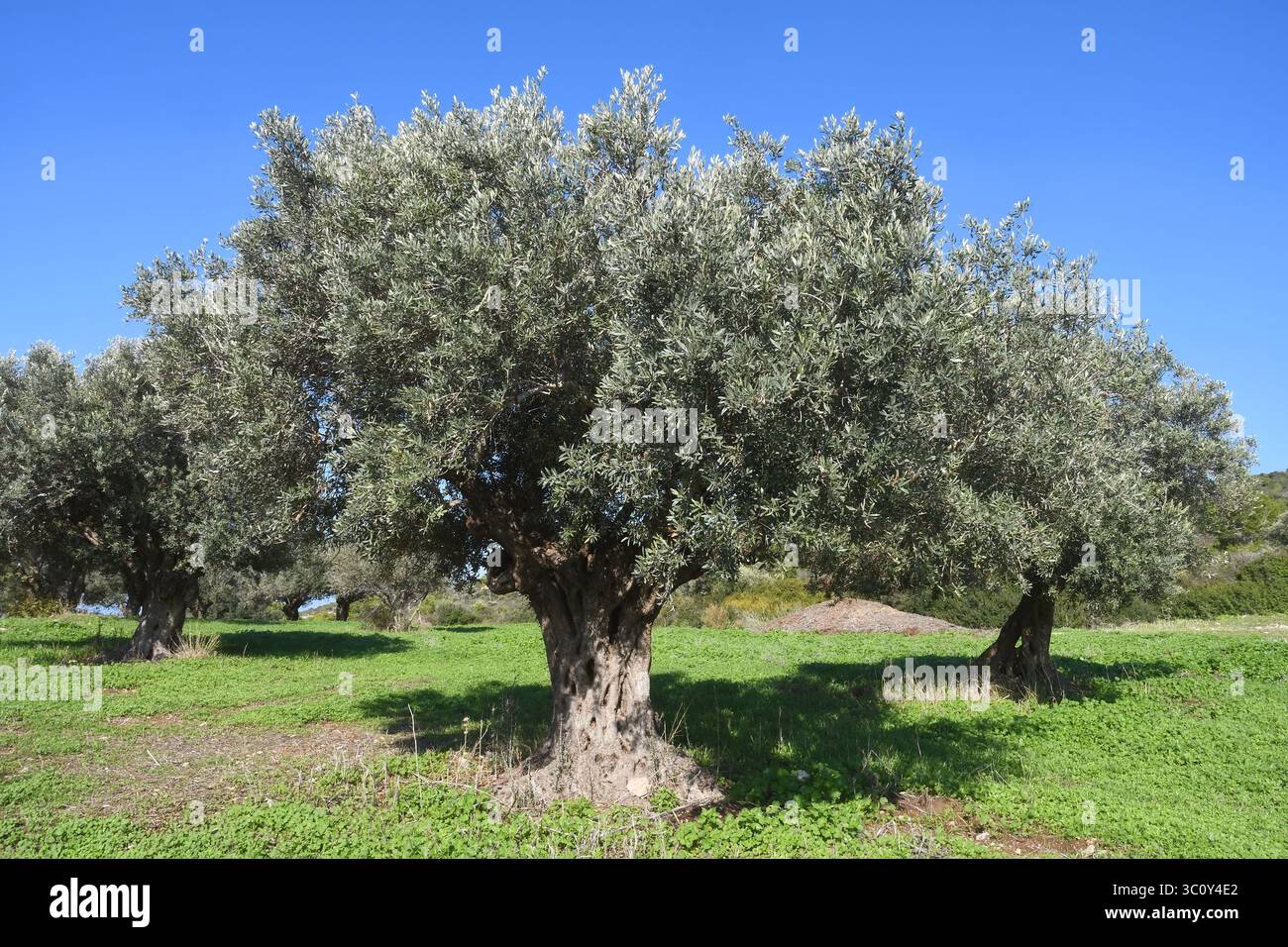 Gesunder olivenbaum -Fotos und -Bildmaterial in hoher Auflsung  Alamy