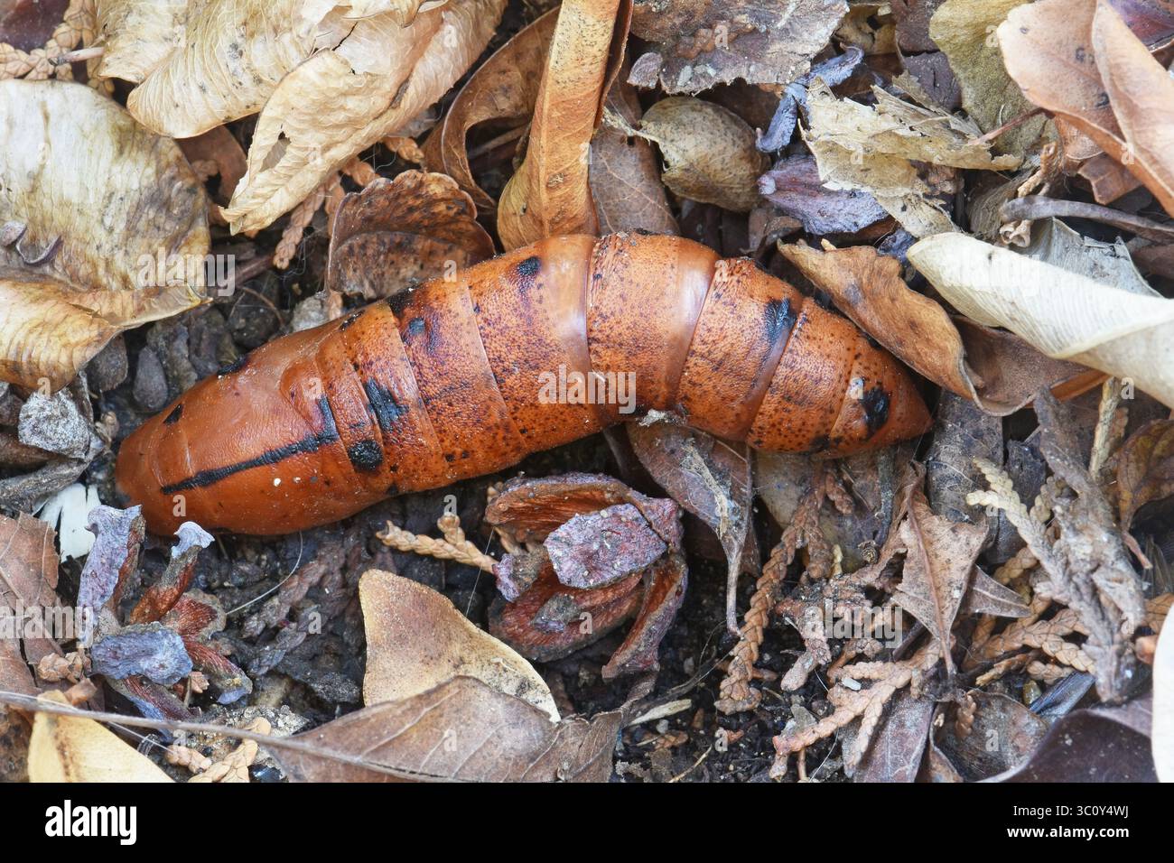 Puppe auf Waldboden - Nahaufnahme Stockfoto