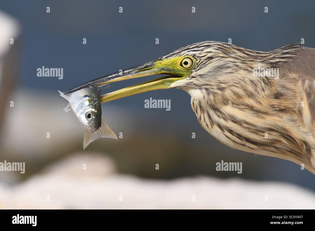 Squaco-Reiher jagt Fische Stockfoto