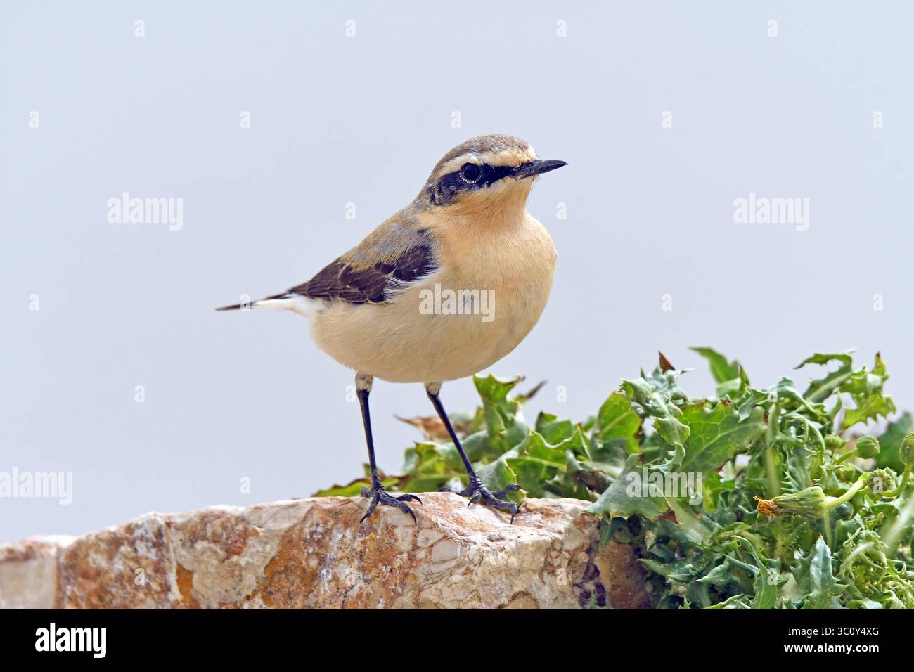 Northern Wheatear ruht während der Wanderung auf einem Felsen Stockfoto