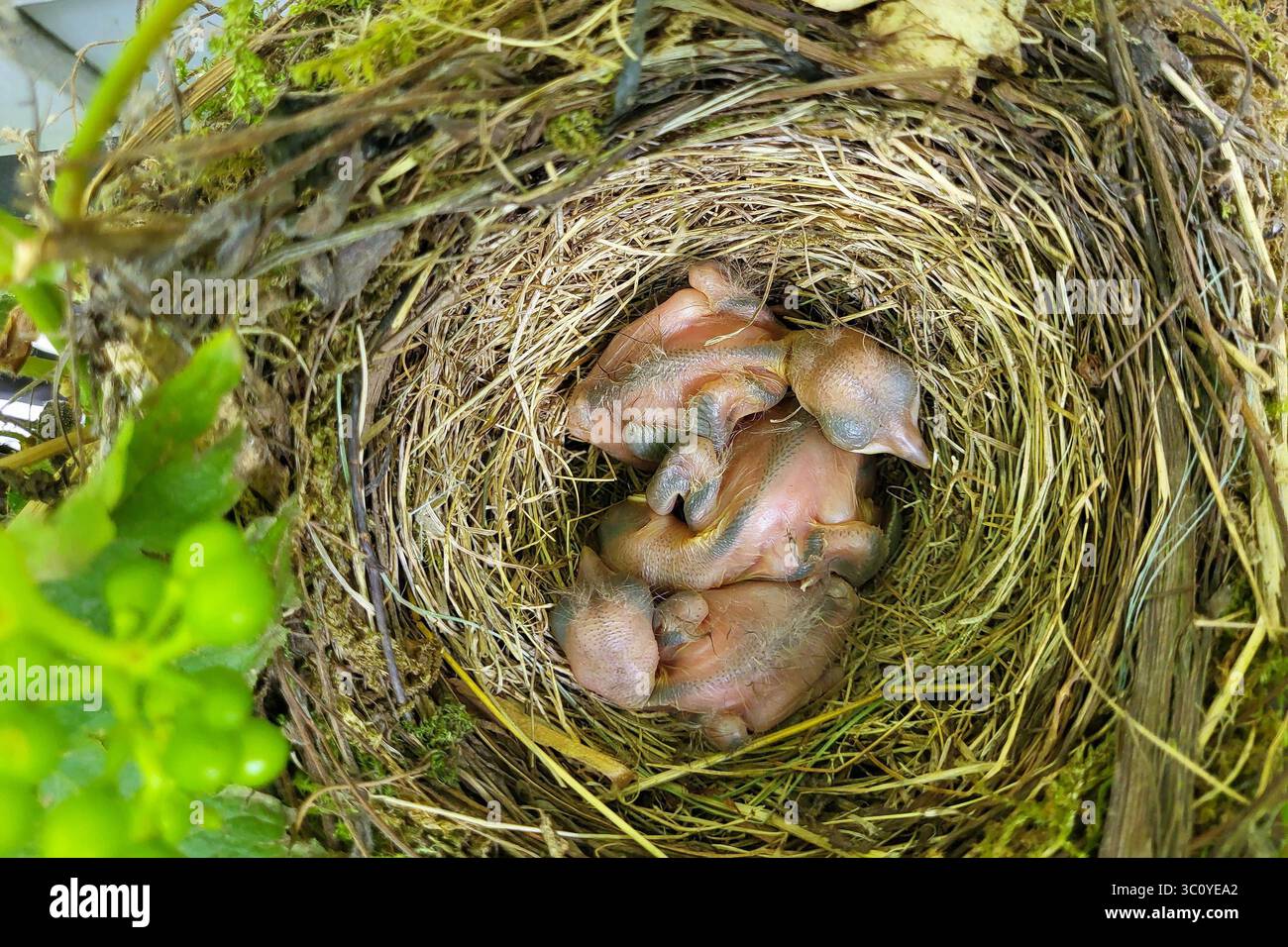 Pruem Themenfoto: Natur, Vogel, Amsel, Kuecken, Nest, 20.07.2025 drei Neugeborene Amselkuecken in ihren ersten Lebenstagen im Nest Themenfoto: Natur, Vogel, Amsel, Kuecken, Nest, 20.07.2025 *** Pruem Thema Foto Natur, Vogel, Amsel, Küken, Nest, 20 07 2025 drei neugeborene Amselküken in ihren ersten Lebenstagen im Nest Thema Foto Natur, Vogel, Amsel, Küken, Nest, 20 07 2025 Copyright: xEibner-Pressefoto/JuergenxAugstx EP JAT Stockfoto