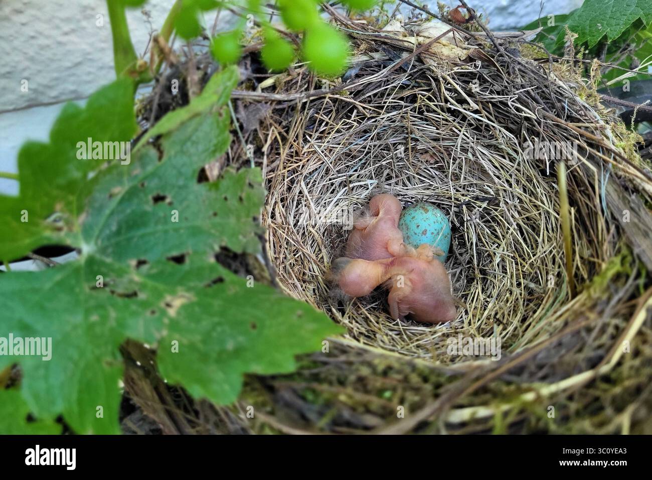 Pruem Themenfoto: Natur, Vogel, Amsel, Kuecken, Nest, 20.07.2025 drei Neugeborene Amselkuecken in ihren ersten Lebenstagen im Nest Themenfoto: Natur, Vogel, Amsel, Kuecken, Nest, 20.07.2025 *** Pruem Thema Foto Natur, Vogel, Amsel, Küken, Nest, 20 07 2025 drei neugeborene Amselküken in ihren ersten Lebenstagen im Nest Thema Foto Natur, Vogel, Amsel, Küken, Nest, 20 07 2025 Copyright: xEibner-Pressefoto/JuergenxAugstx EP JAT Stockfoto