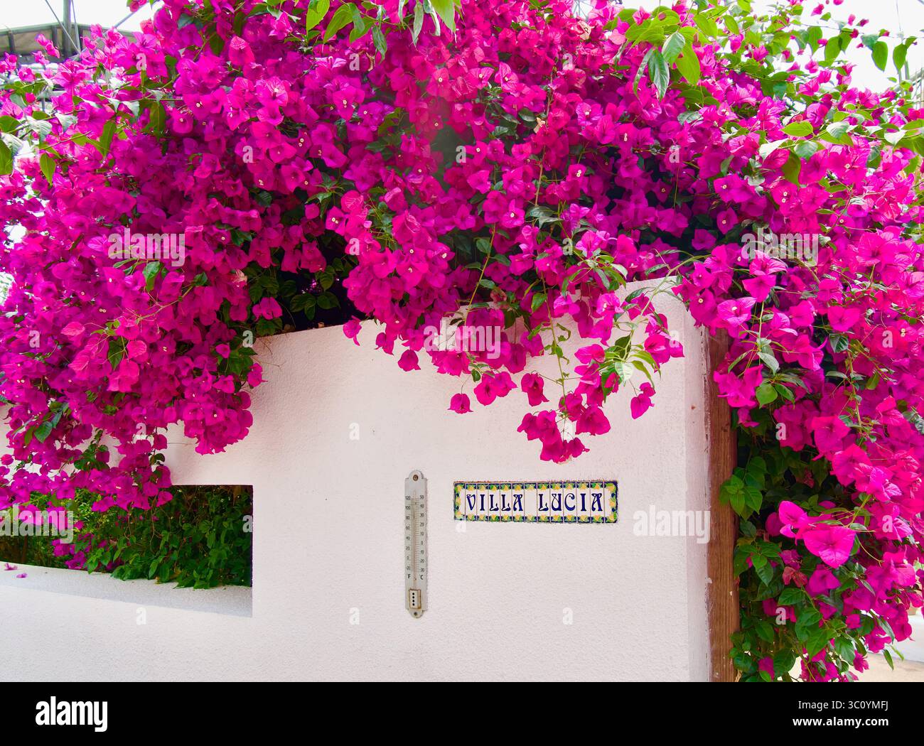 Bougainvillea spectabilis über einer weiß bemalten Wand mit einem Thermometer und Villa Lucia Zeichen für das mediterrane Biom Eden Project Bodelva Cornwall England Stockfoto
