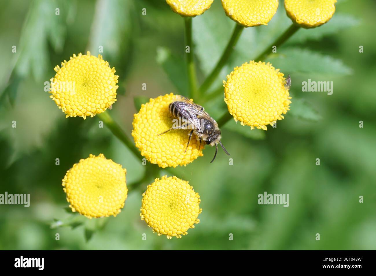 Biene ähnlich wie Colletes daviesanus, Colletes fodiens oder Colletes similis, Familie Colletidae. Blüten von Tansy (Tanacetum vulgare). Stockfoto