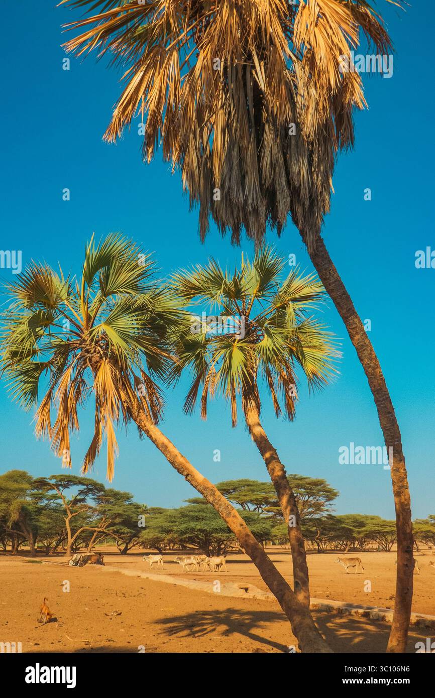 Malerische Aussicht auf Kamele und Ziegen in einer Oase inmitten von Palmen und Akazienbäumen in der North Horr Oasis im Marsabit County, Kenia Stockfoto