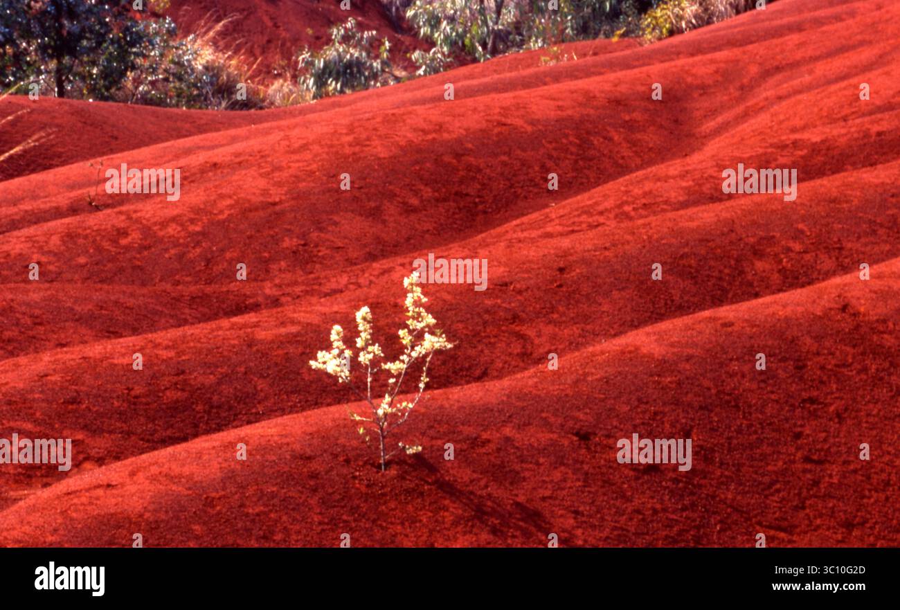 Einsamer Sträucher auf Roten erodierten Dünen Stockfoto