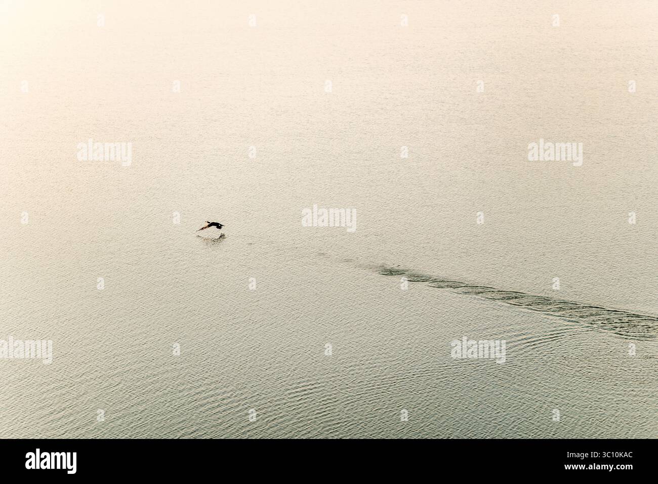Radonvilliers (Nordostfrankreich): Flug des Großen Kormorans (phalacrocorax carbo) auf dem See „lac du Temple“ Stockfoto